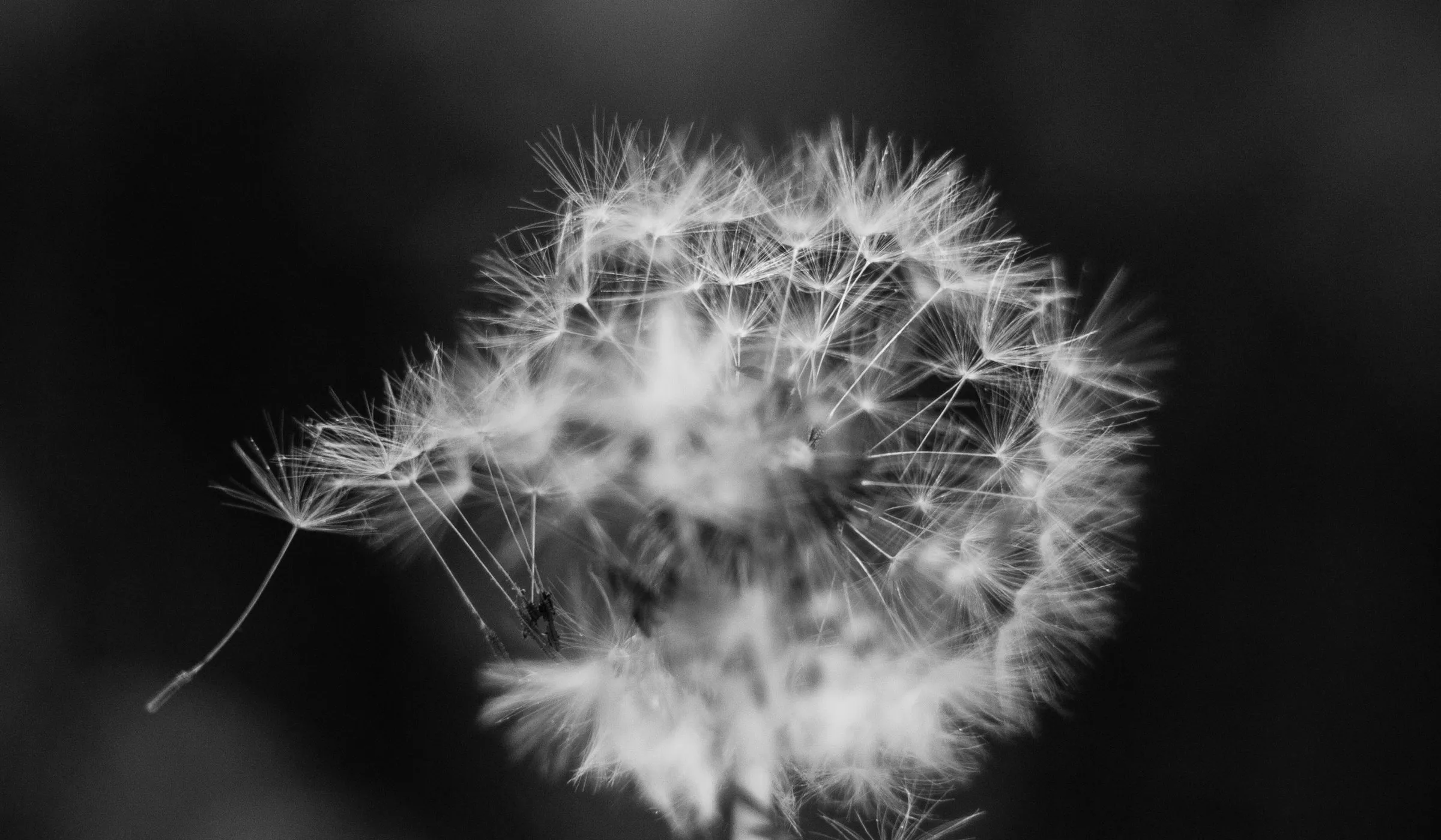 Pusteblume vor dunklem Hintergrund